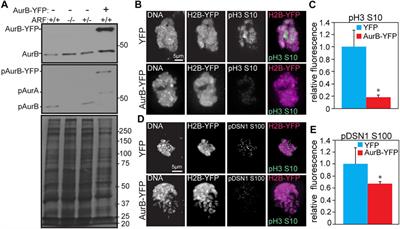 Increased Aurora B expression reduces substrate phosphorylation and induces chromosomal instability